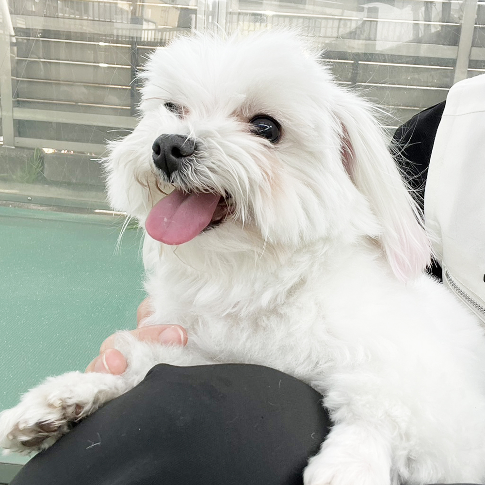 生徒が撮影したモデル犬たち♪①